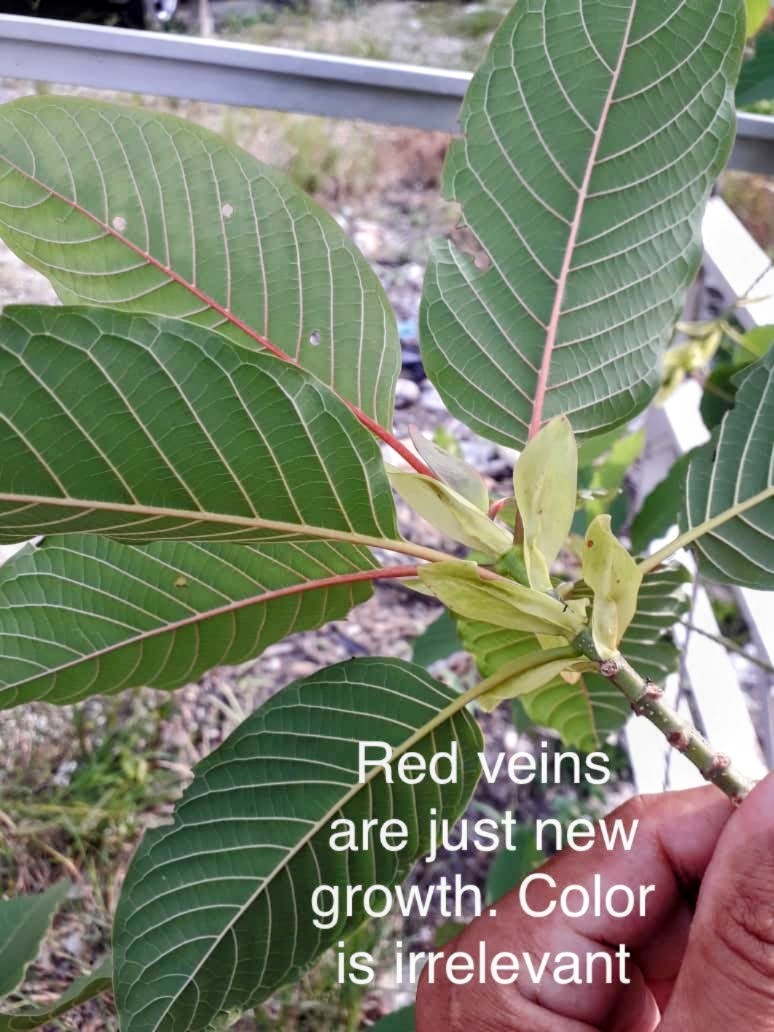 red veins are young kratom leaves and white veins are mature kratom leaves on the same tree