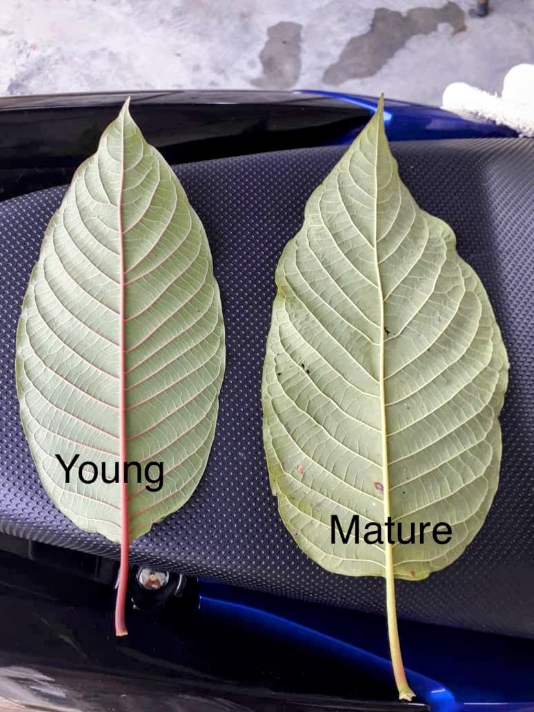 the back of young vs mature kratom leaves